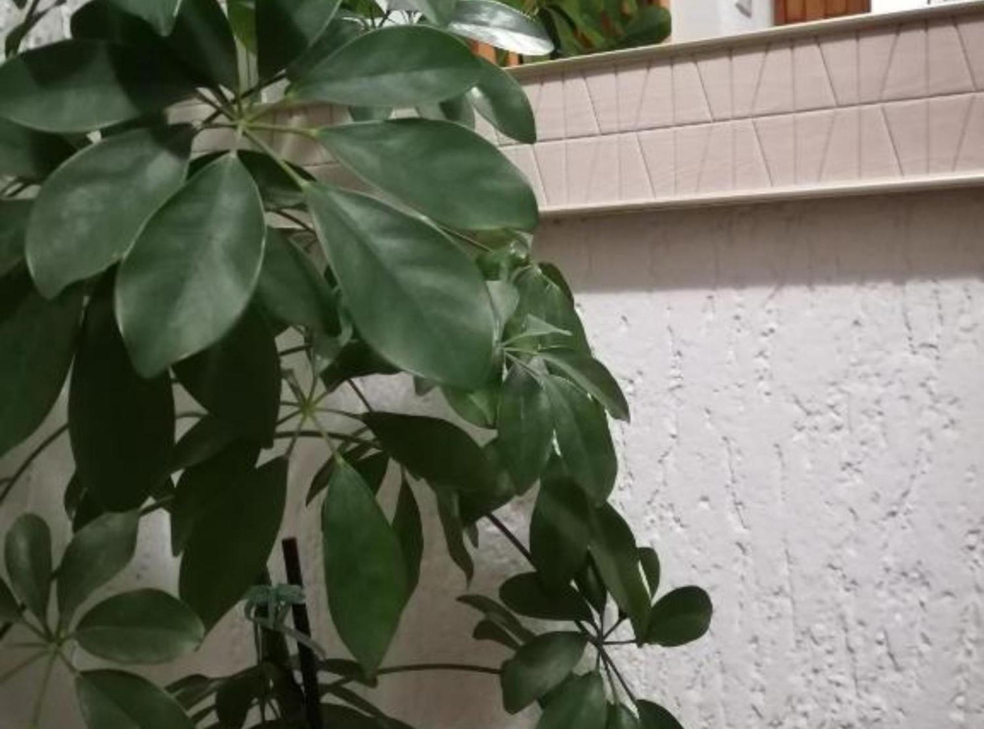 Apartman Olymp Osijek-Garaza Eksteriør billede